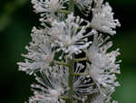 Black bugbane <BR>Black cohosh